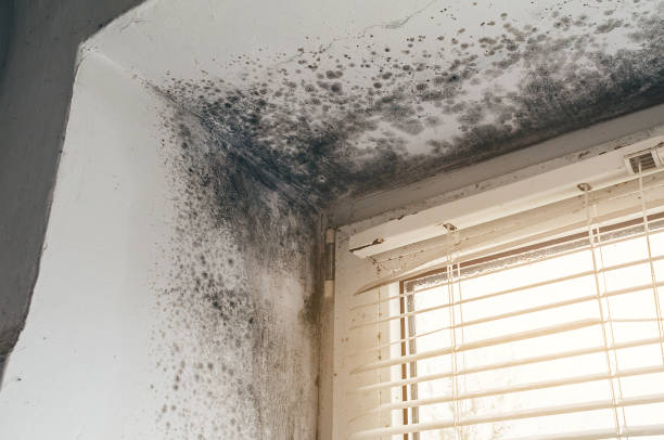 Affordable Mold Removal solutions in Riverton, NJ